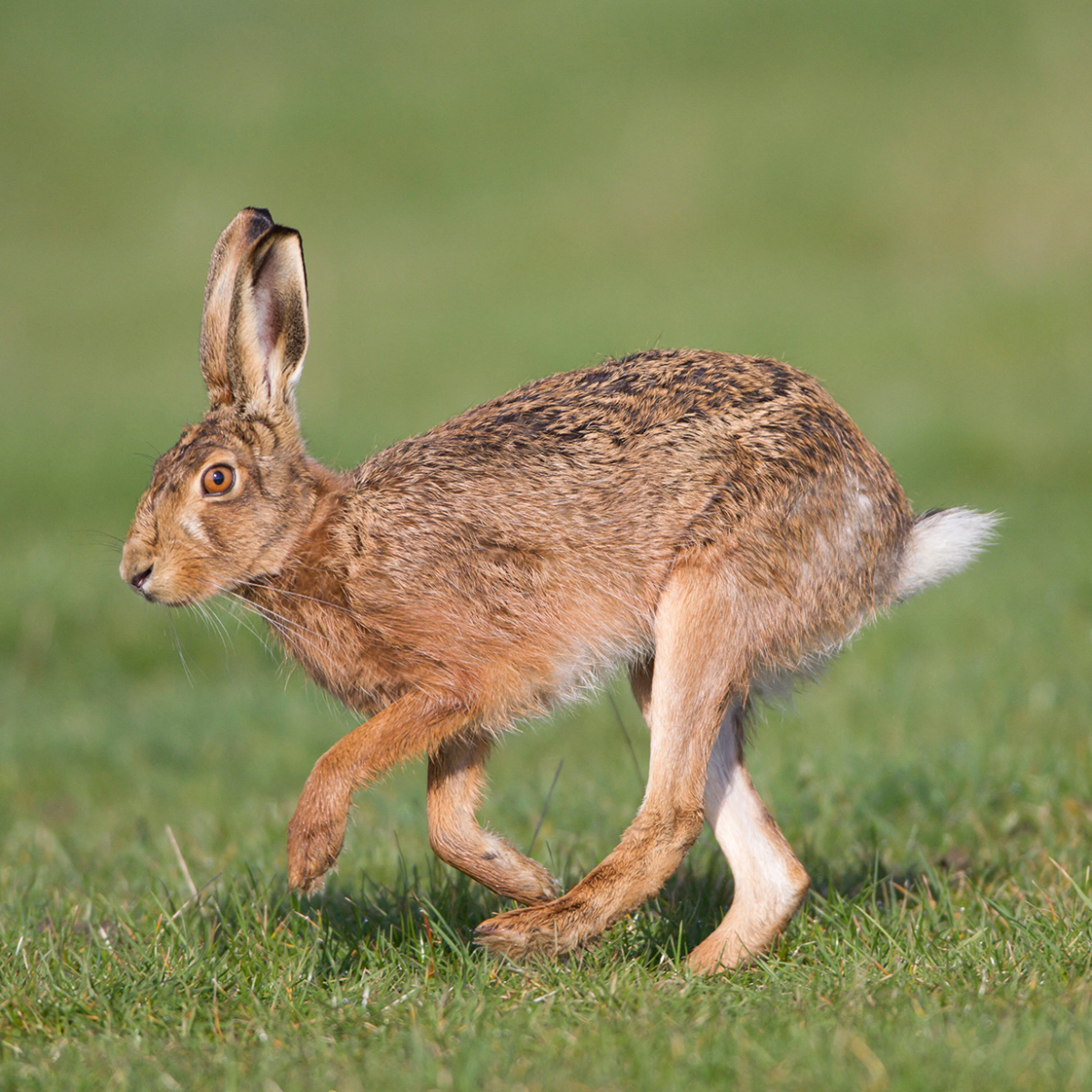 Lapin Ou Lievre Ecole