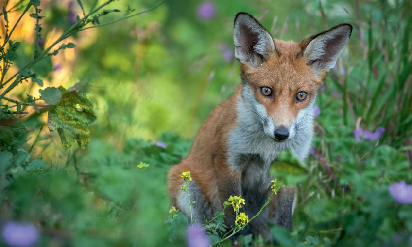 e renard en vedette du nouveau livre photo de Laurent Geslin