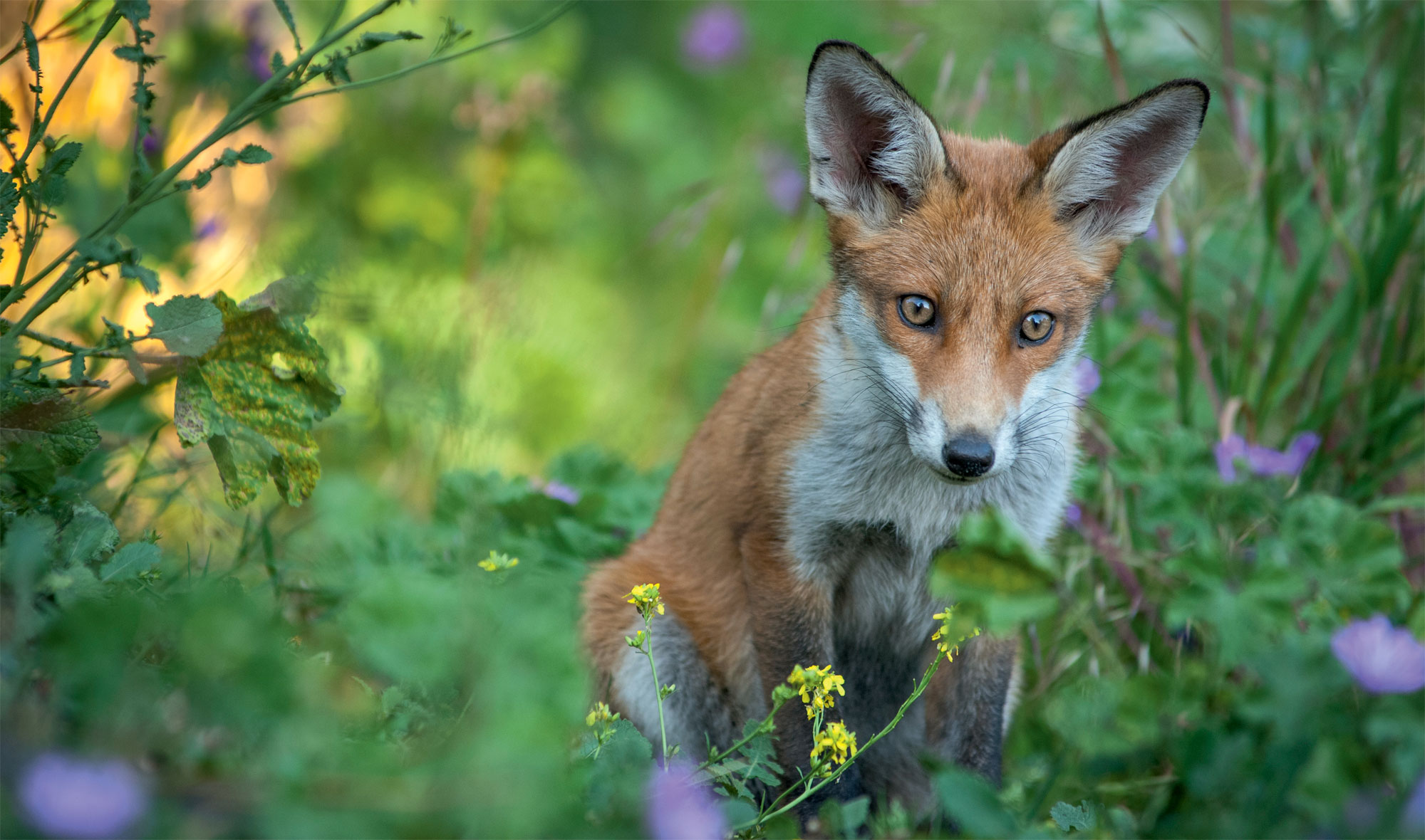 e renard en vedette du nouveau livre photo de Laurent Geslin