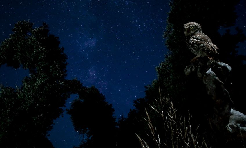 Le noir dans la nature, du charbon au corbeau