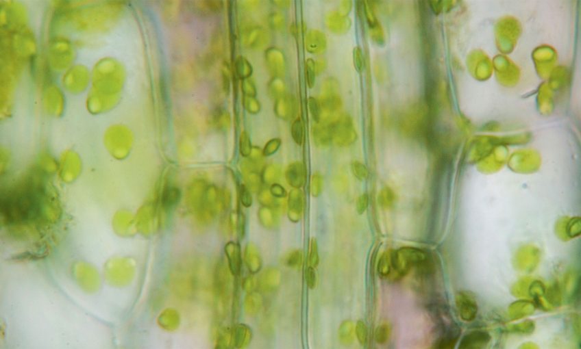 Vert, couleur des végétaux et des animaux qui s'y camouflent