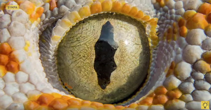 Salamandre