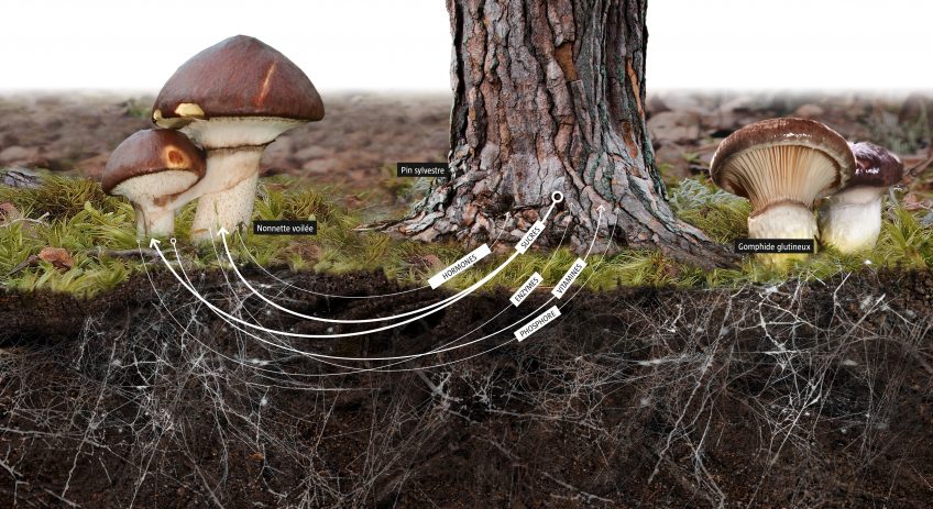 Comment les arbres et les champignons s'échangent-ils de la nourriture ?