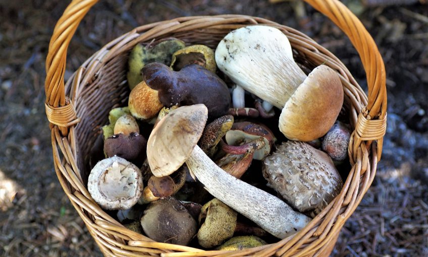 4 champignons comestibles faciles à reconnaître