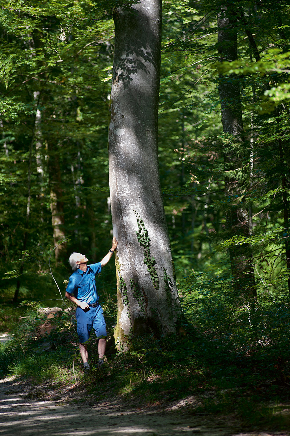 La transition écologique passe par la préservation des forêts