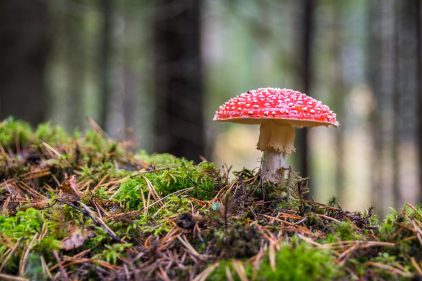 4 champignons comestibles faciles à reconnaître et à trouver en forêt - La  Salamandre