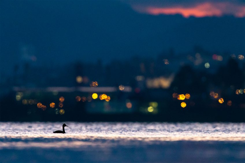 Le lac aux oiseaux Grèbe huppé et ville de Neuchâtel