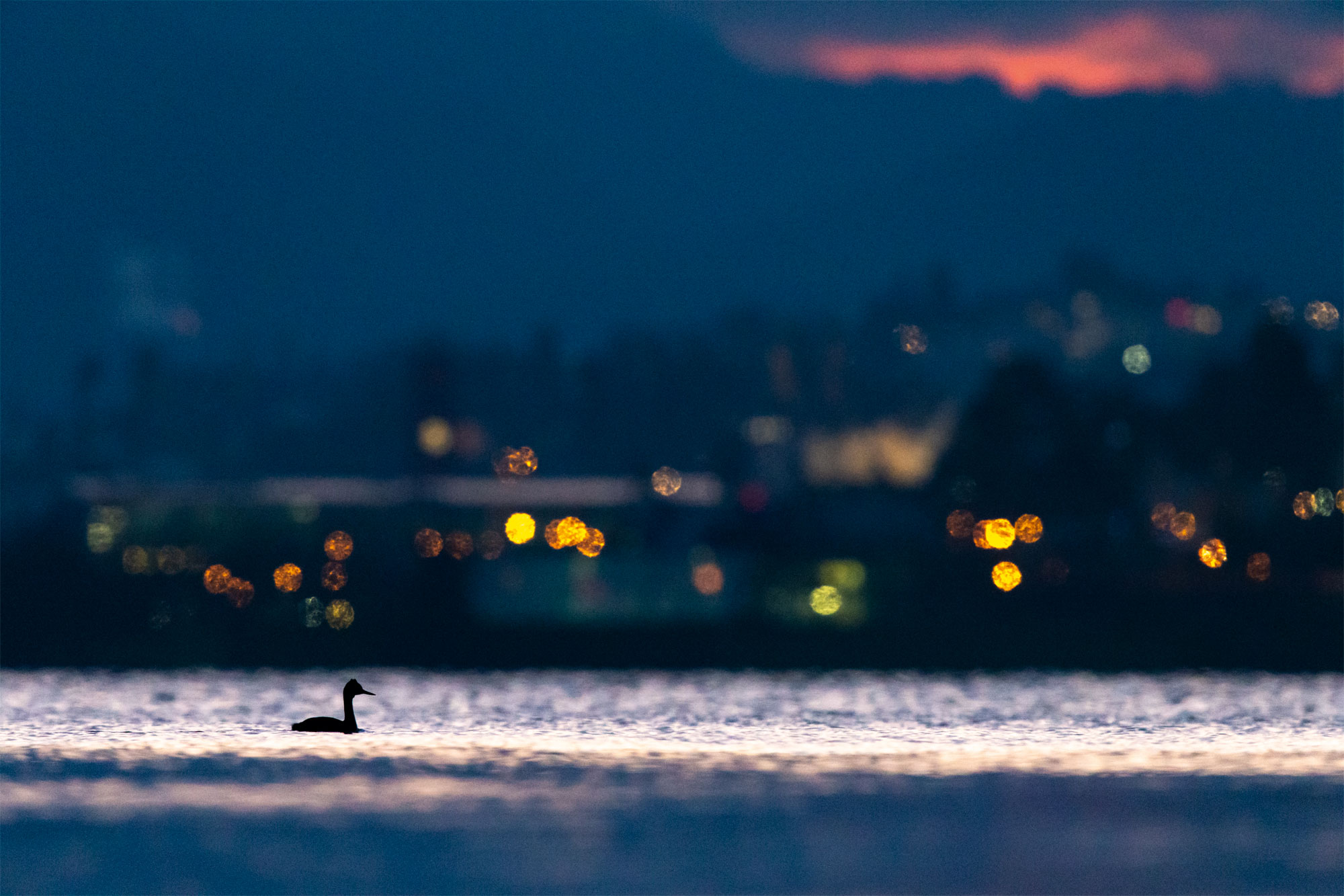 Le lac aux oiseaux Grèbe huppé et ville de Neuchâtel