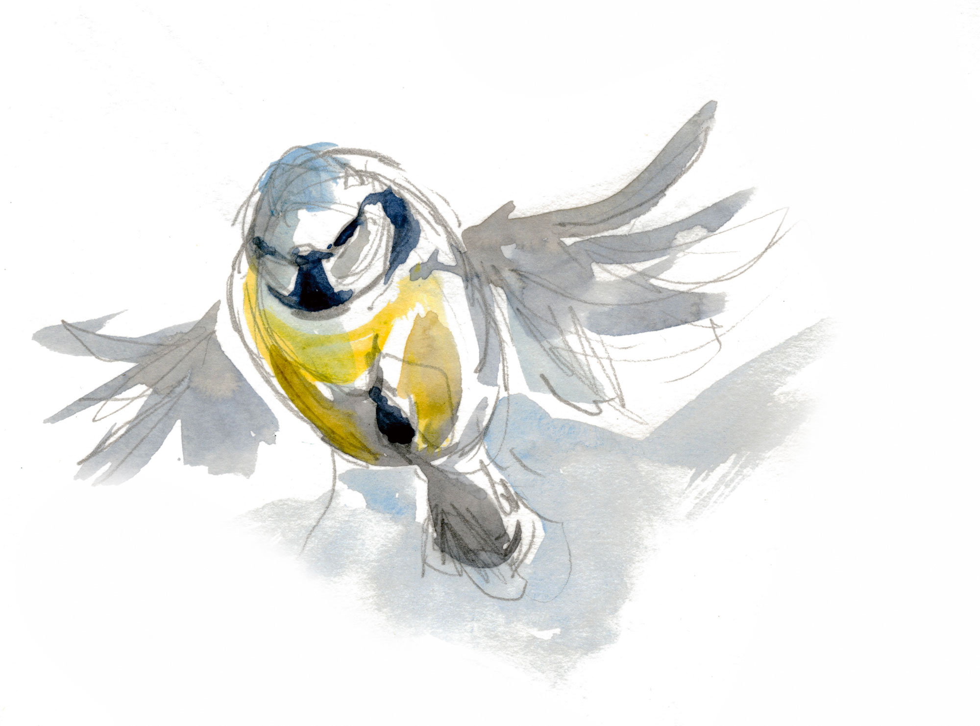 Migration d'automne, observez le grand défilé des oiseaux