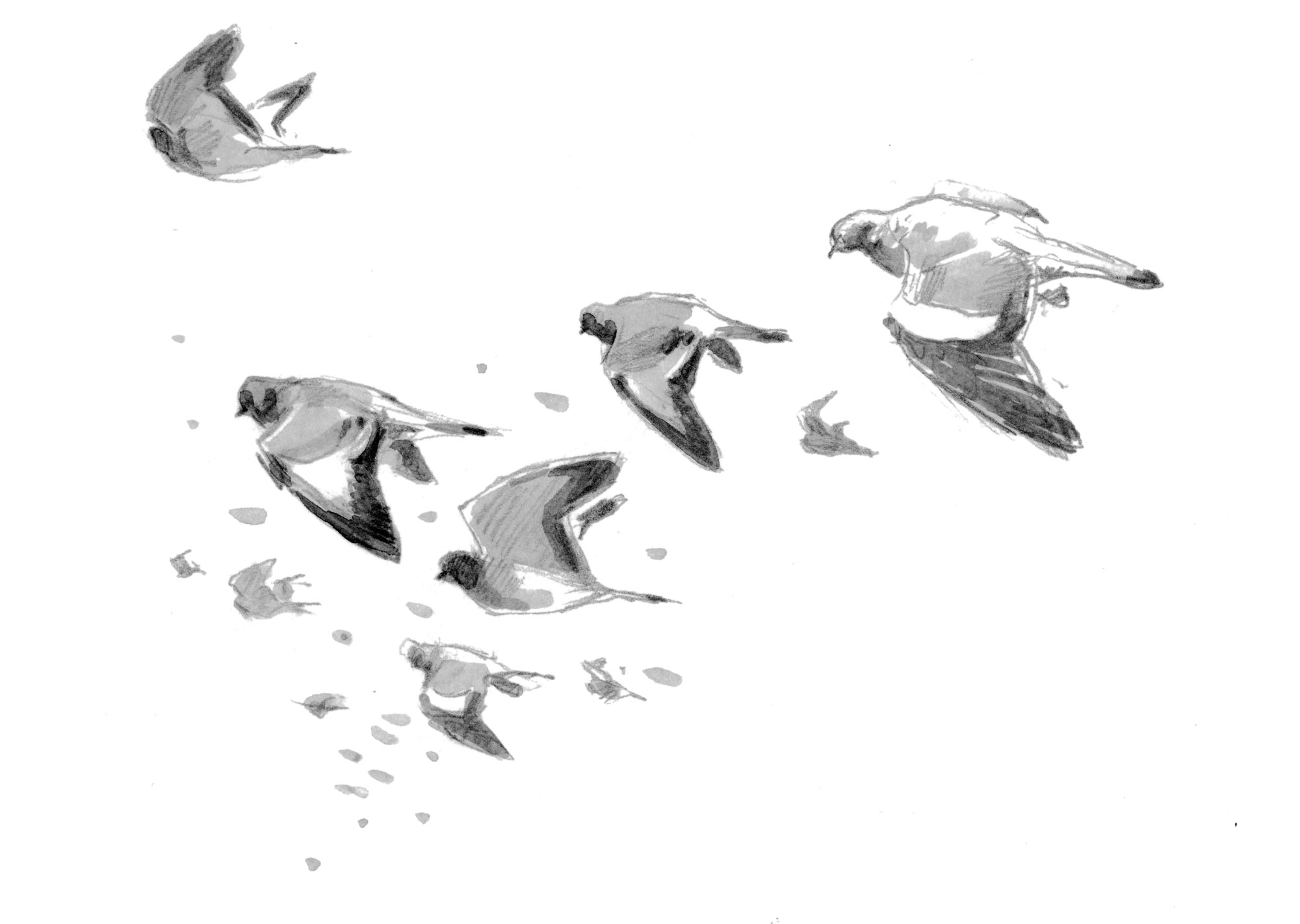 Migration d'automne, observez le grand défilé des oiseaux - Pigeons colombins