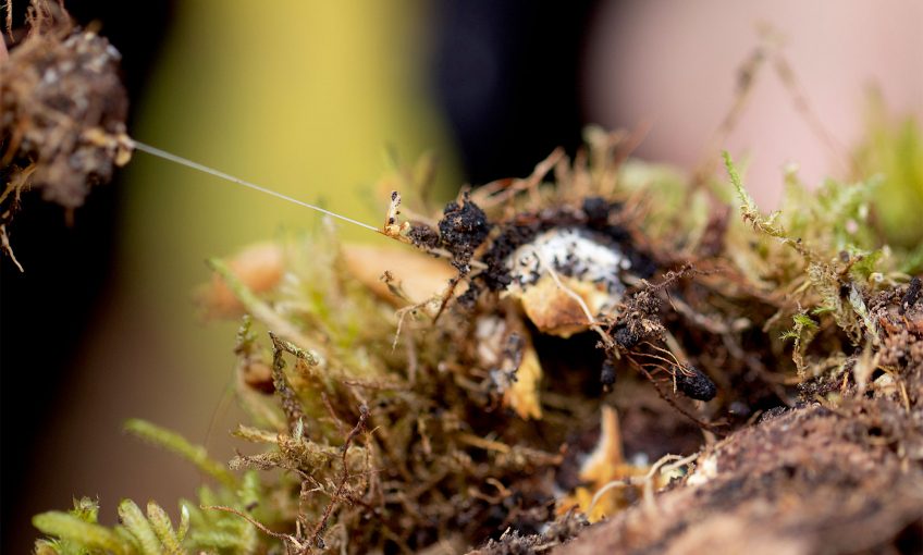 Wood Wide Web, le mystérieux réseau souterrain de champignons