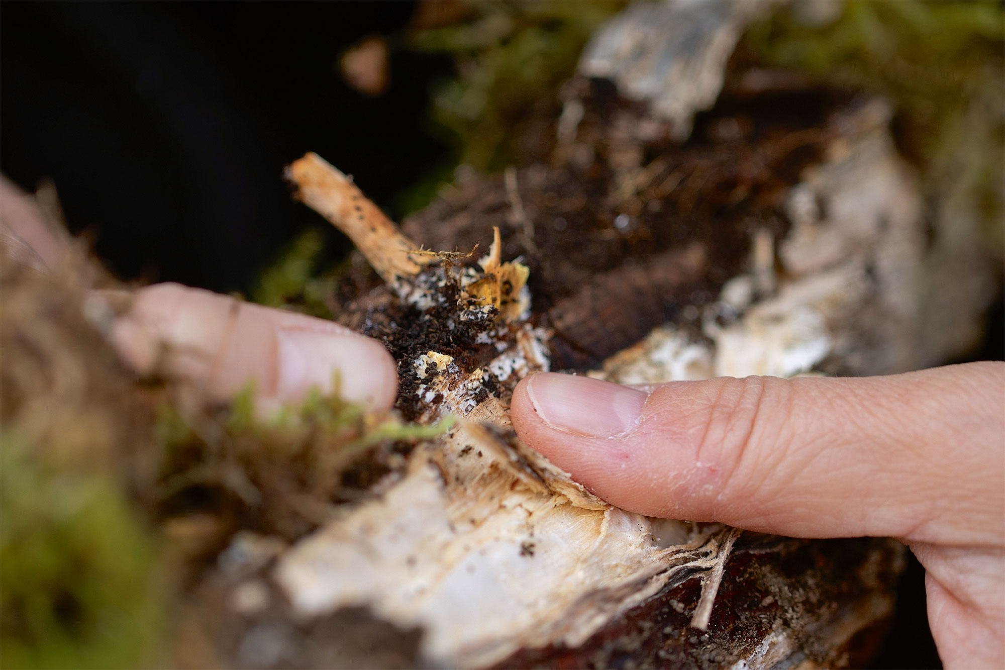 Wood Wide Web, le mystérieux réseau souterrain des champignons