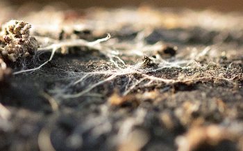Wood Wide Web, le mystérieux réseau souterrain des champignons