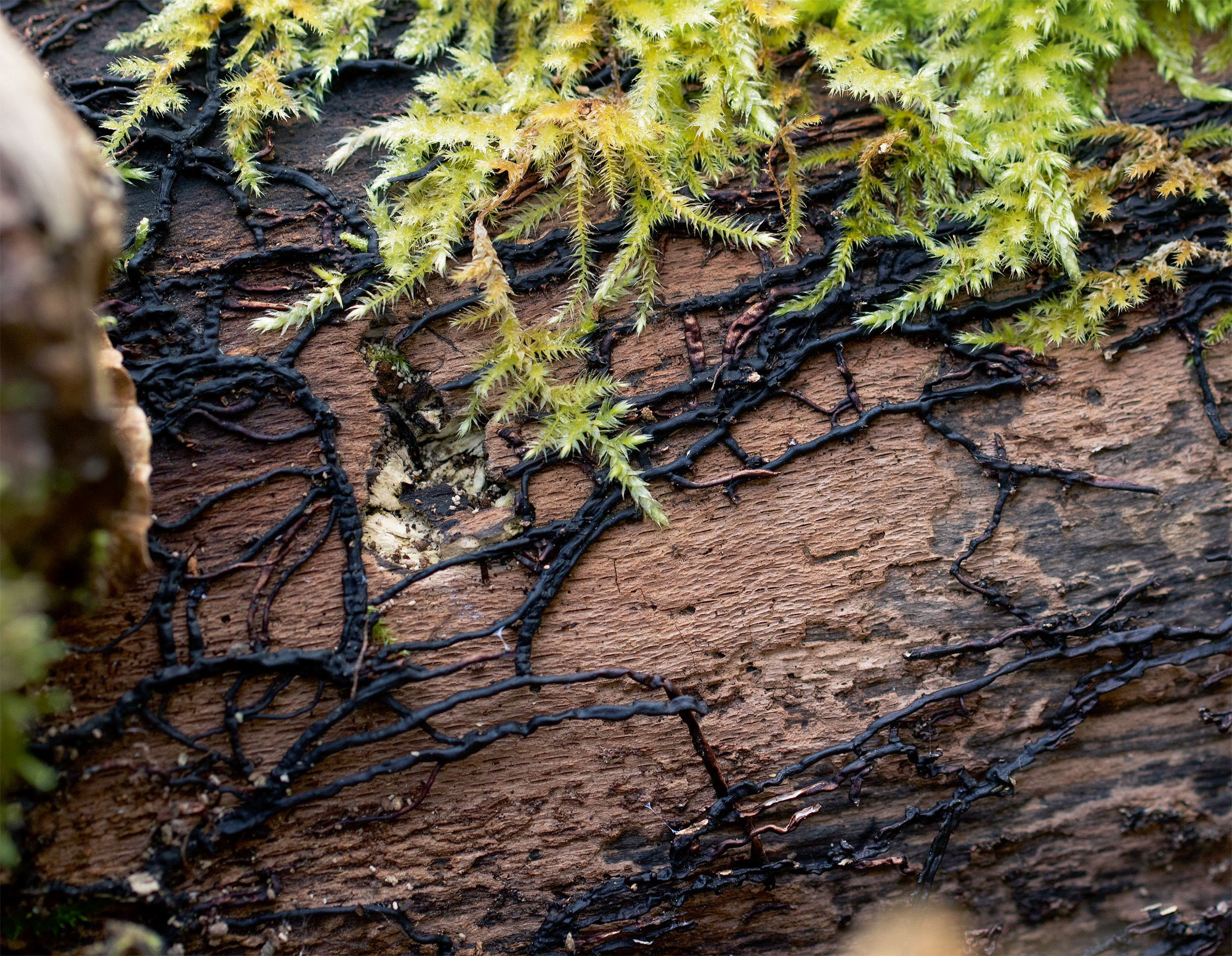 Wood Wide Web, le mystérieux réseau souterrain des champignons