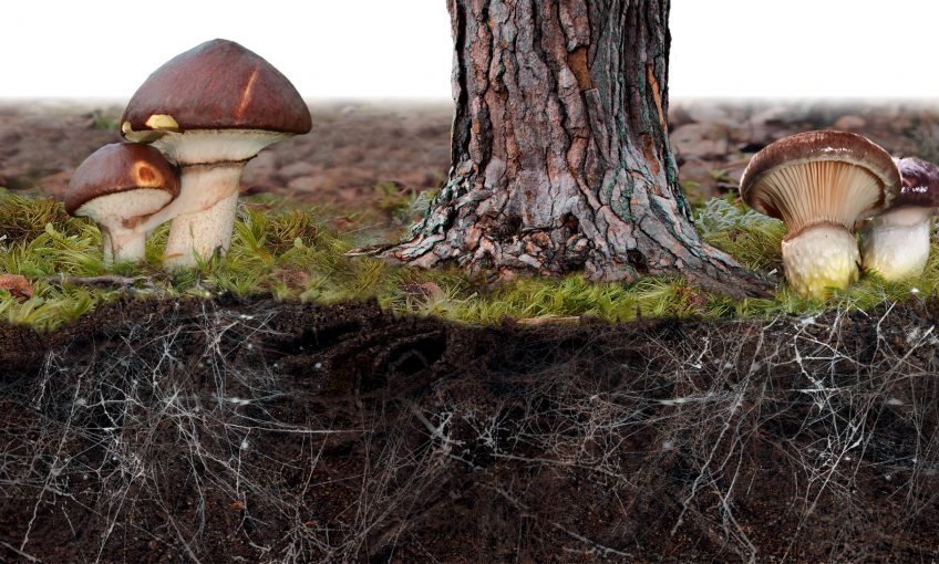 Comment les arbres et les champignons s'échangent-ils de la nourriture ?