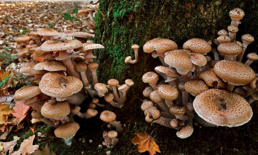 Les armillaires et autres champignons tueurs d'arbres