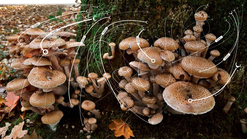 Les armillaires et autres champignons tueurs d'arbres