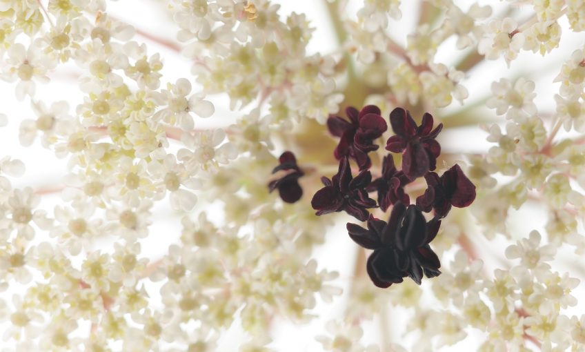 Les Fleurs Amoureuses Le Nouveau Livre Photo De La Salamandre