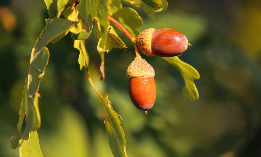 Comment manger les feuilles et les glands du chêne ?