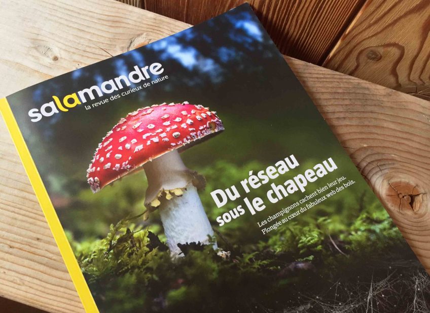 Champignons : tout savoir sur ces mystérieux habitant des forêts - La  Salamandre