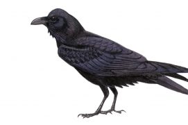 Comment Différencier Corbeau Corneille Et Choucas Des Tours