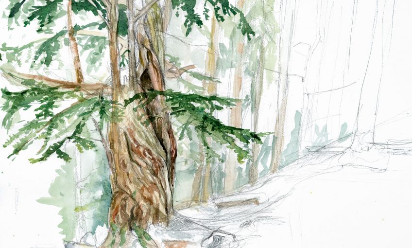 L'if, un arbre toxique à la longévité exceptionnelle