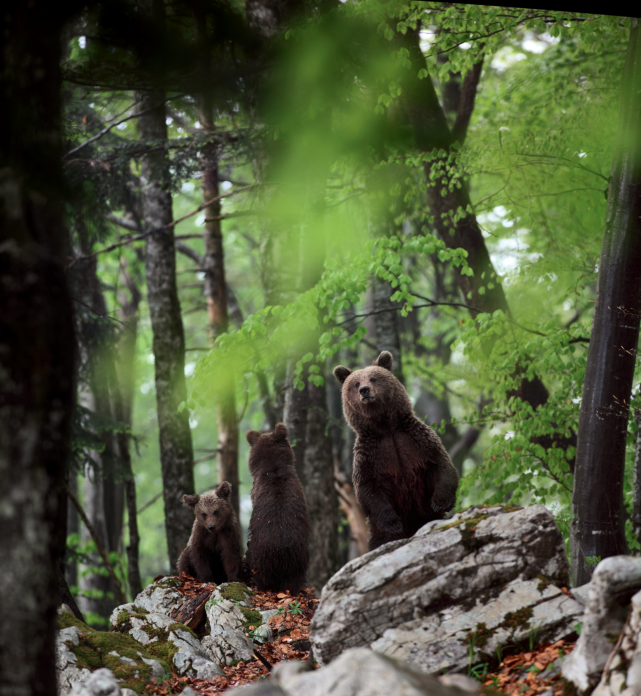 Jacques Ioset photographie l'ours sans le déranger