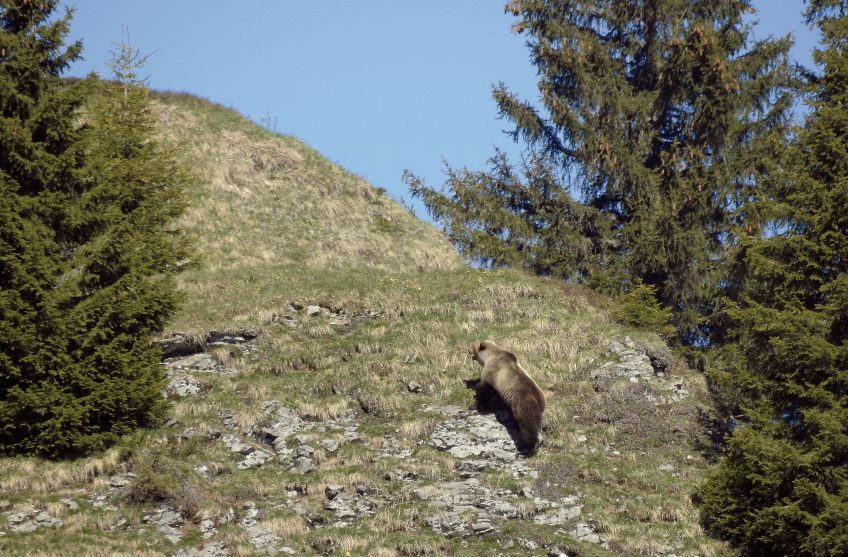 Le retour inattendu des ours des les Alpes suisses