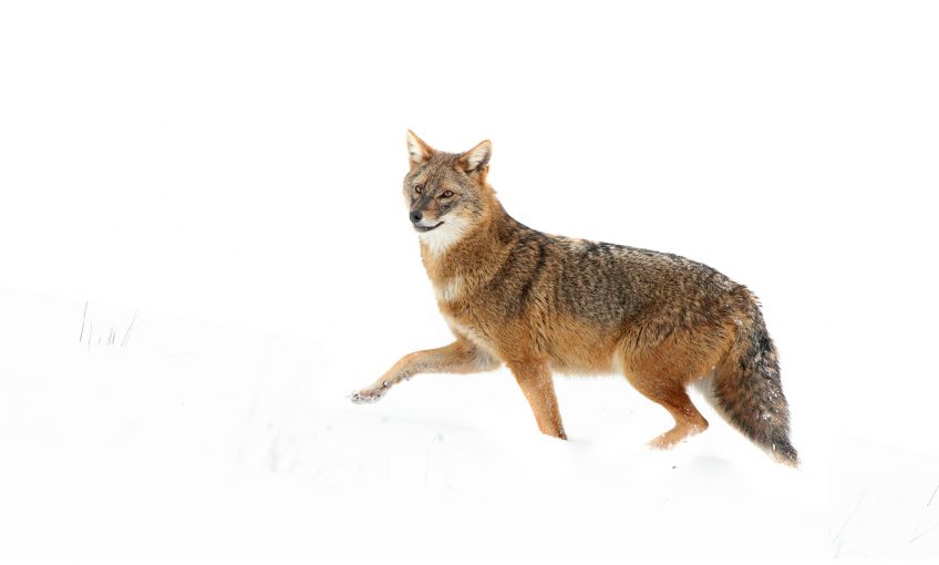 Le rewilding avec les retours du loups du lynx et du chacal doré en Europe