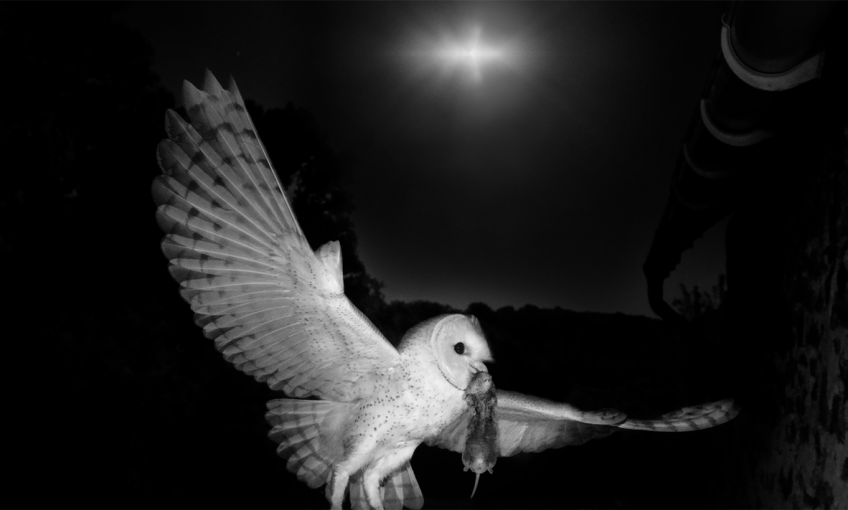 Comment la chouette effraie chasse-t-elle les nuits sans lune ?