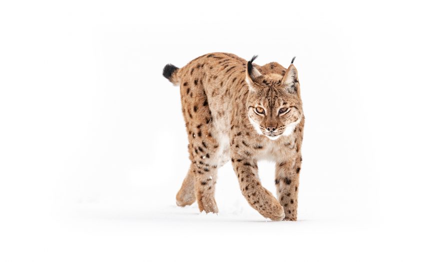 Le rewilding avec les retours du loups du lynx et du chacal doré en Europe