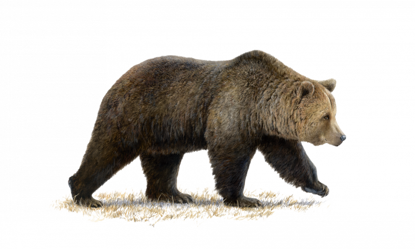 Dessin hyper réaliste d'ours