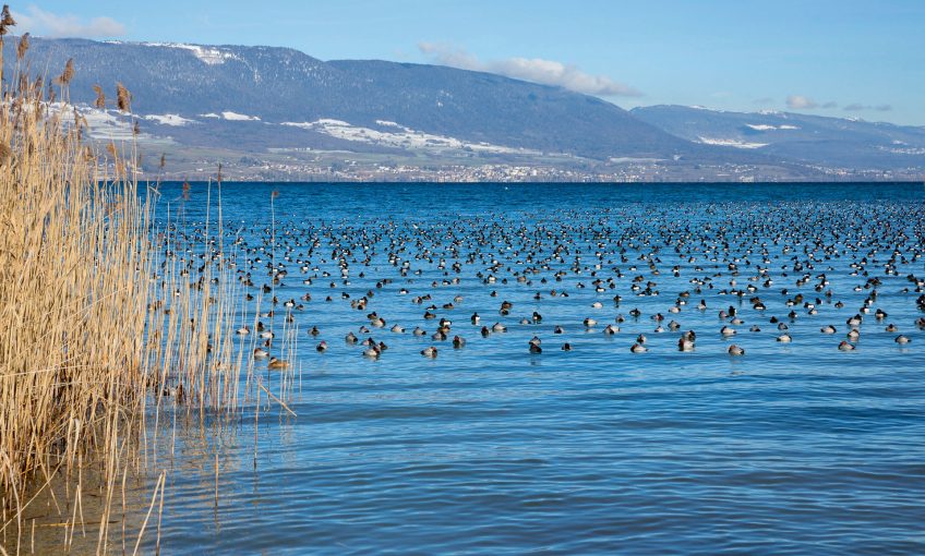 La Grande Cariçaie entre sangliers et canards