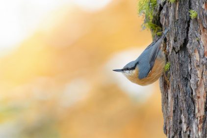 Les Oiseaux Tous Les Articles De La Salamandre