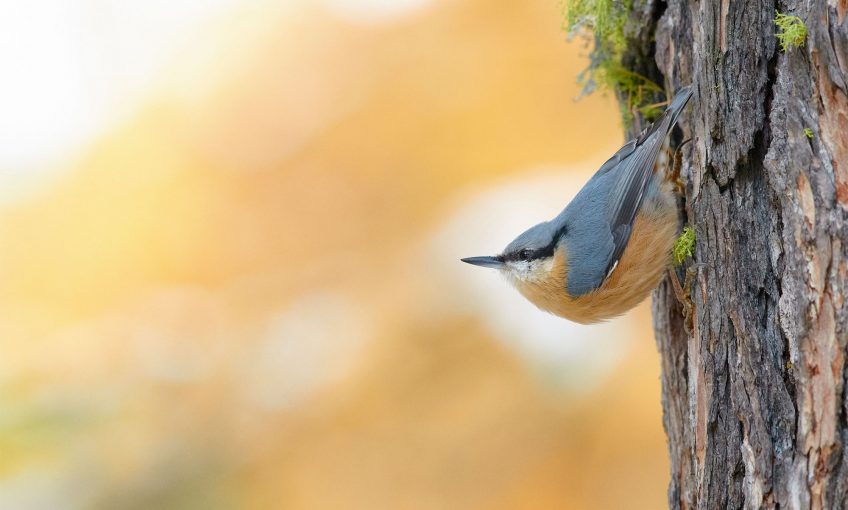 Les plus belles photos d'oiseaux de l'année 2019 selon le vogelwarte