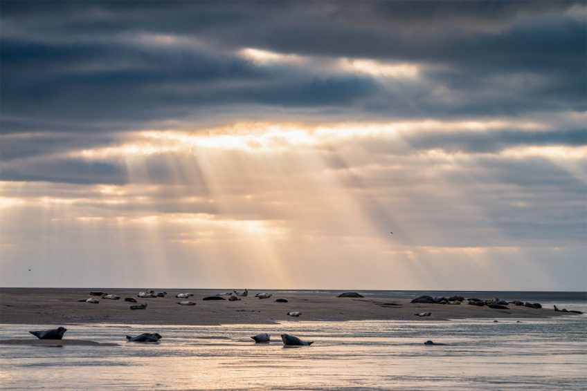 Les phoques du nord de la France en 5 photos