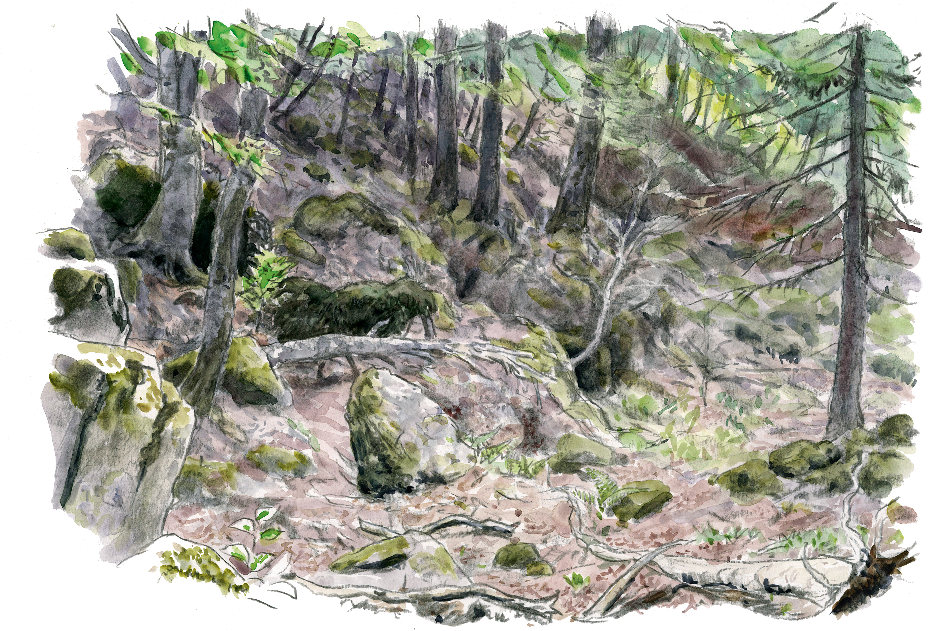 Sorita et Claverina, deux ours pour repeupler les Pyrénées