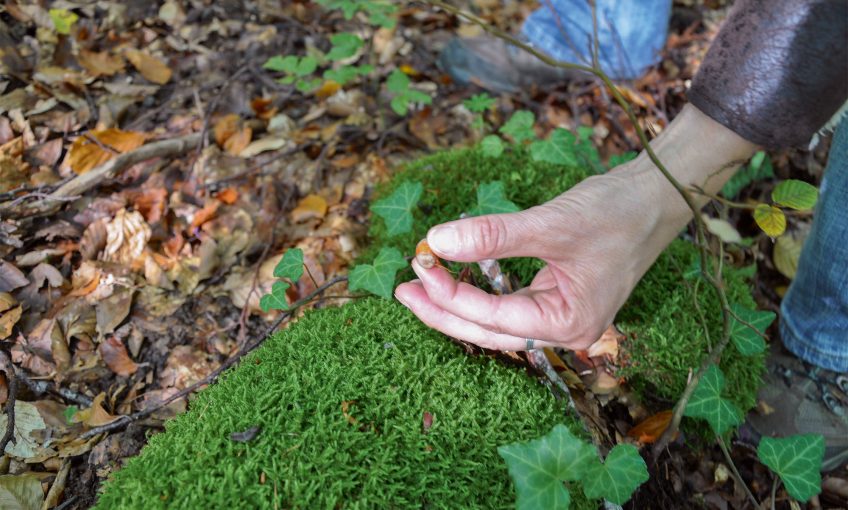 Education à l’environnement, en apprendre plus sur la nature en s'amusant