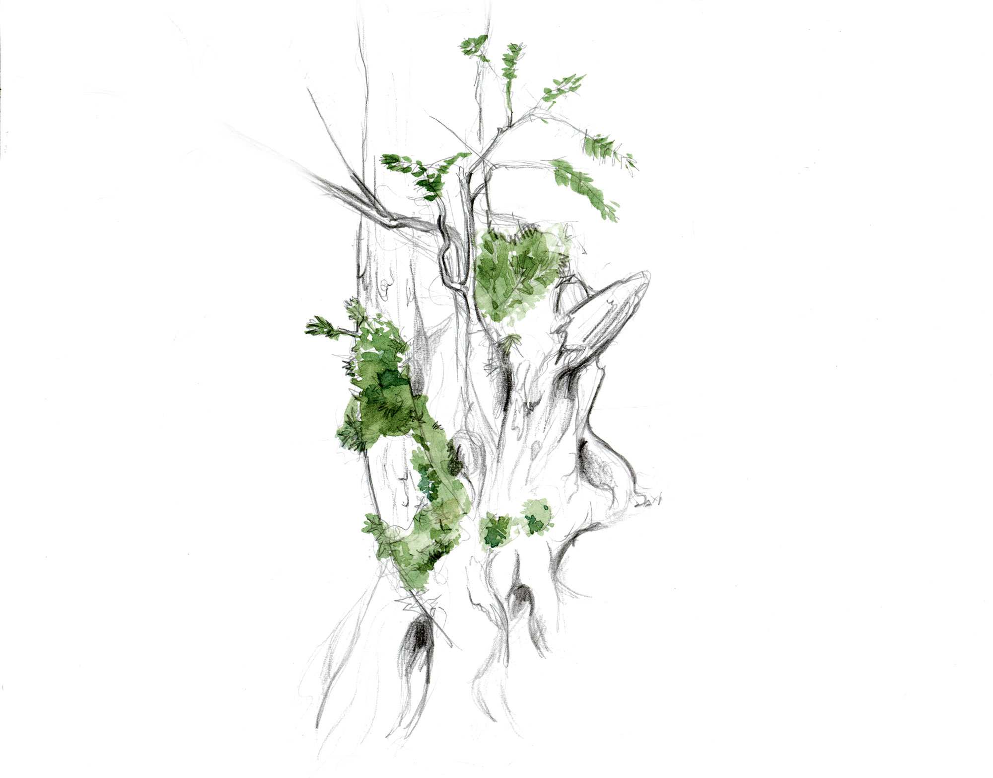 L'if, un arbre toxique à la longévité exceptionnelle