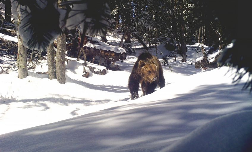 Le retour inattendu des ours des les Alpes suisses