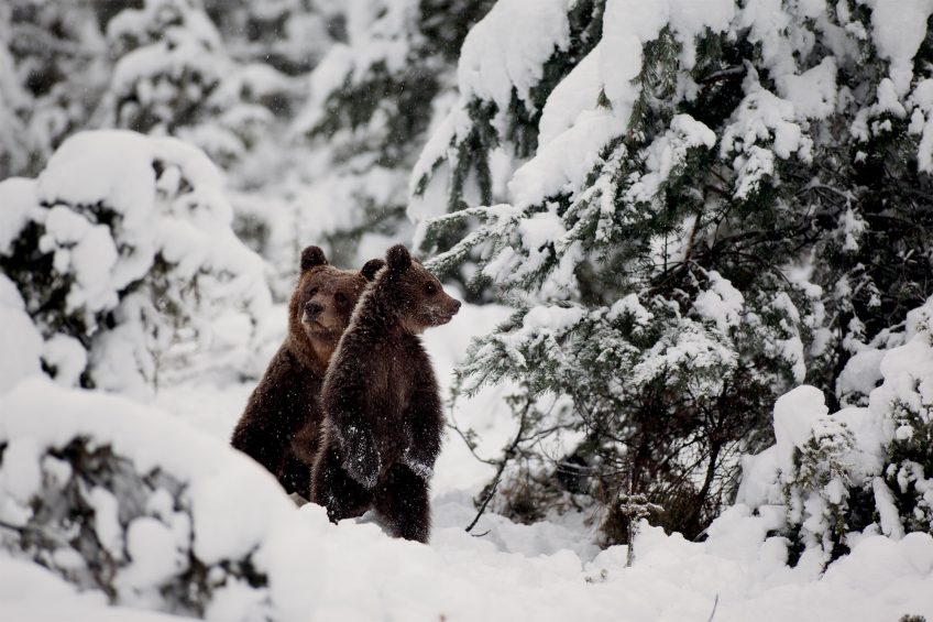 Jacques Ioset photographie l'ours sans le déranger