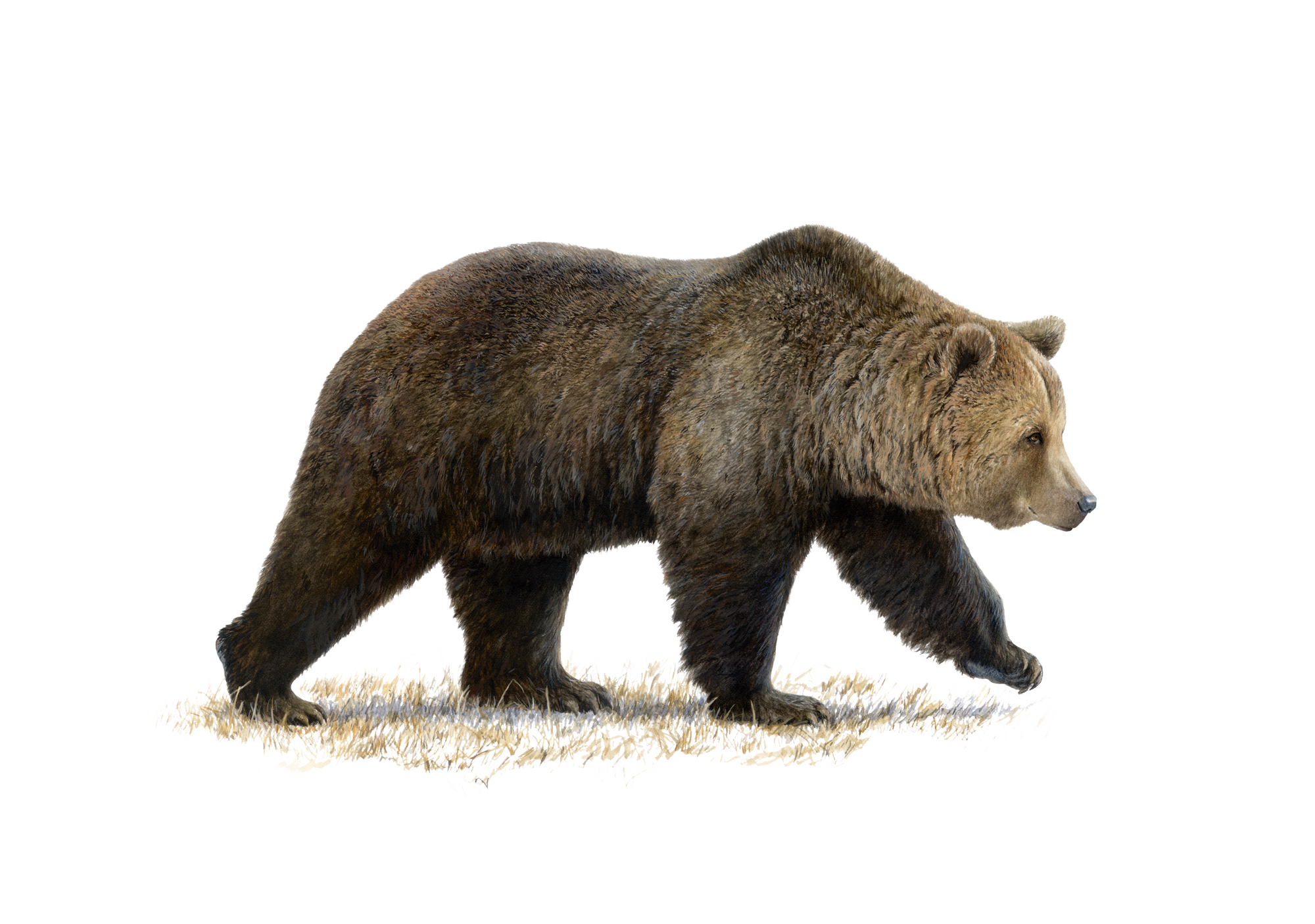 Dessin ultra réaliste d'ours
