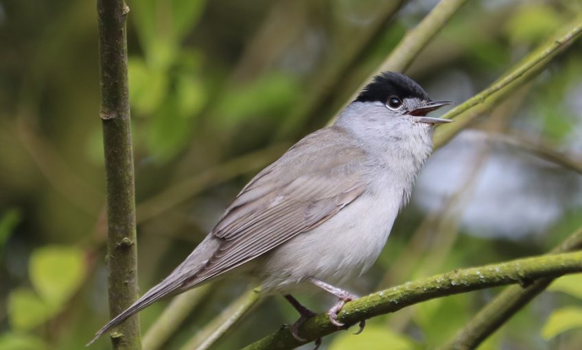 Quelles différences entre fauvette à tête noire et mésange nonnette ?