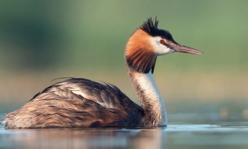 Grèbe huppé et canne de canard colvert, quelles différences ?