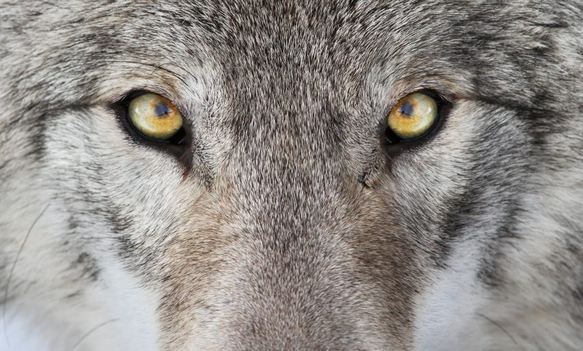 Au retour des loups