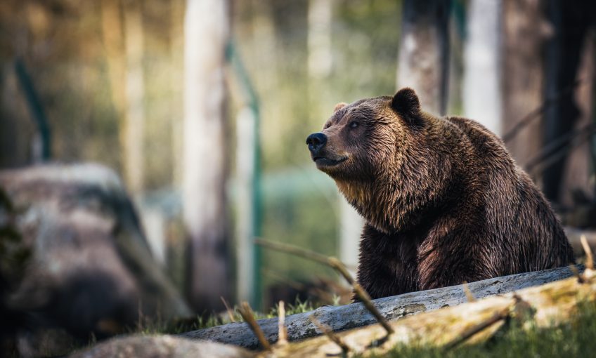 5 idées reçues sur l'ours brun