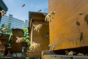 En Europe, des entreprises spécialisées proposent de livrer des ruches sur le toit des bureaux. Nombreuses sont les sociétés qui se laissent séduire par ce geste d’apparence écologique. 