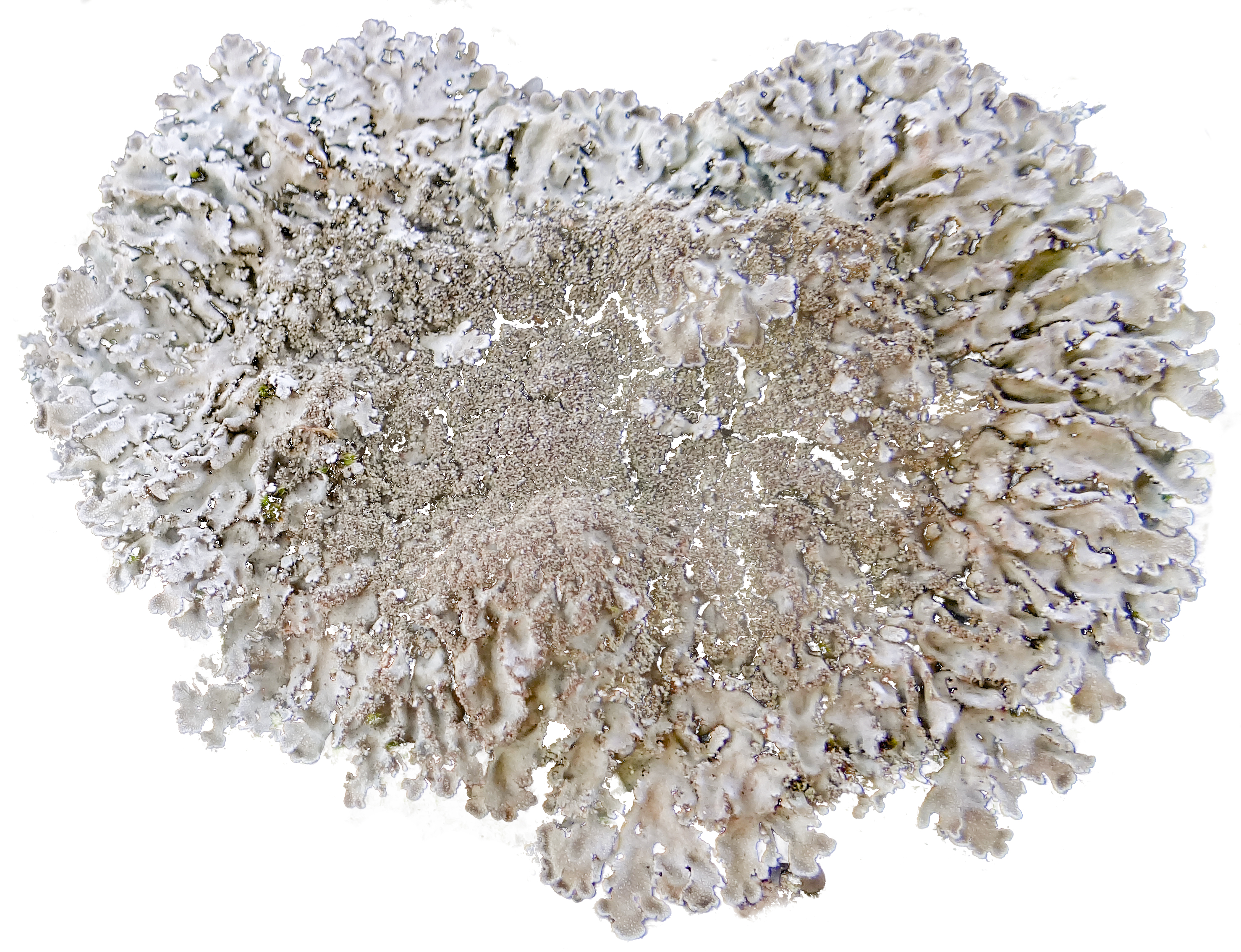 Physconia grisea