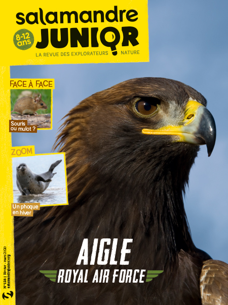aigle royal