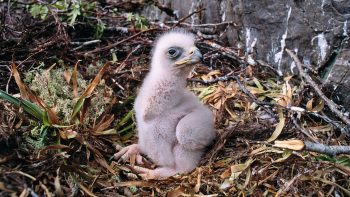 Petite Aigle Mots Croises